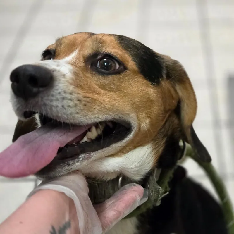 An adult medium-sized male Black Mixed Breed dog named Pepsi Aka Chuck for adoption in Charleston, WV