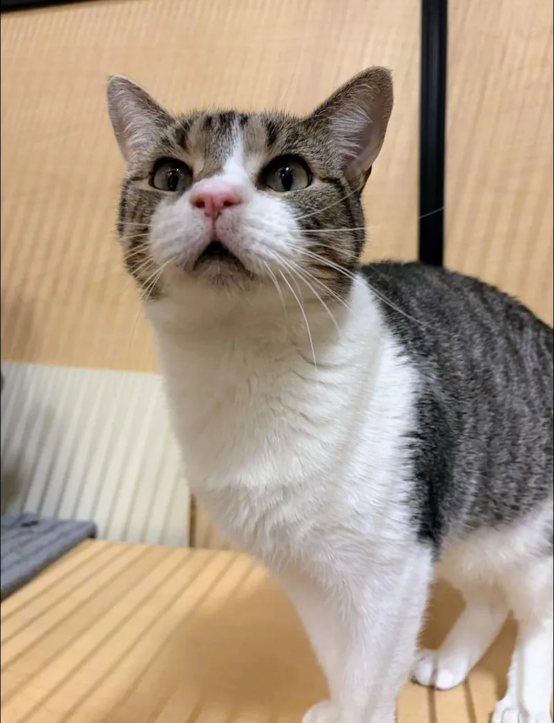 An adult medium-sized male White Domestic Short Hair cat named Whistle for adoption in Pearland, TX
