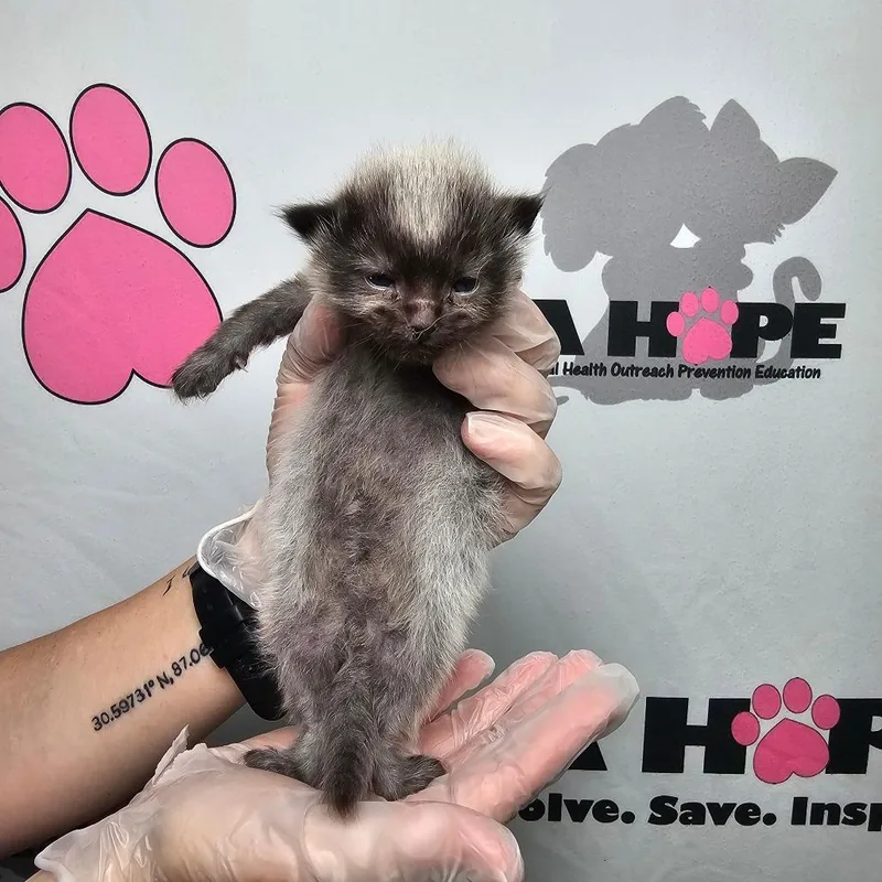 A baby small-sized male Gray / Blue / Silver American Shorthair cat named Rook for adoption in Milton, FL