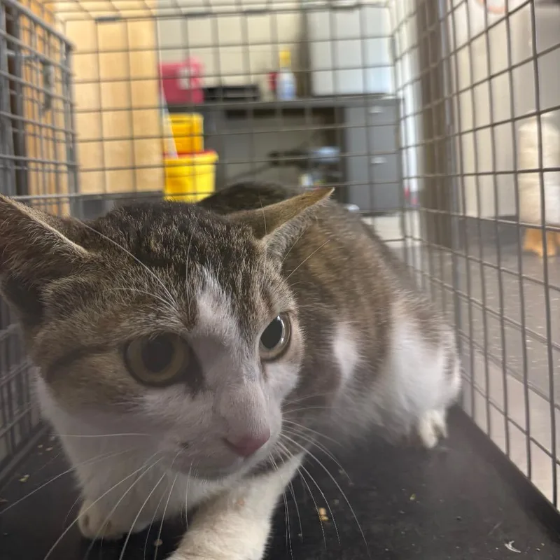 A young medium-sized female Brown / Chocolate Domestic Short Hair cat named Feral Kay for adoption in Columbiana, AL