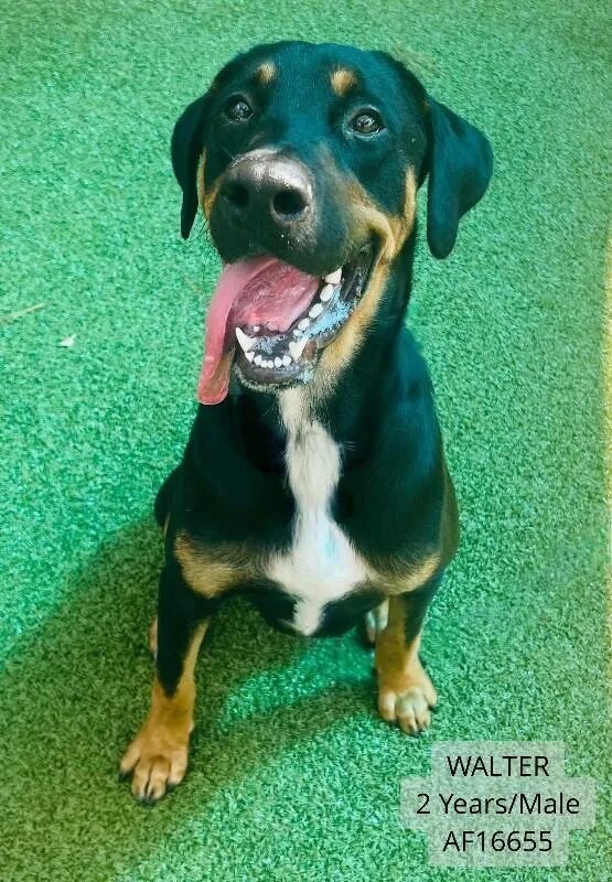An adult large-sized male Black Doberman Pinscher dog named Walter for adoption in Supply, NC