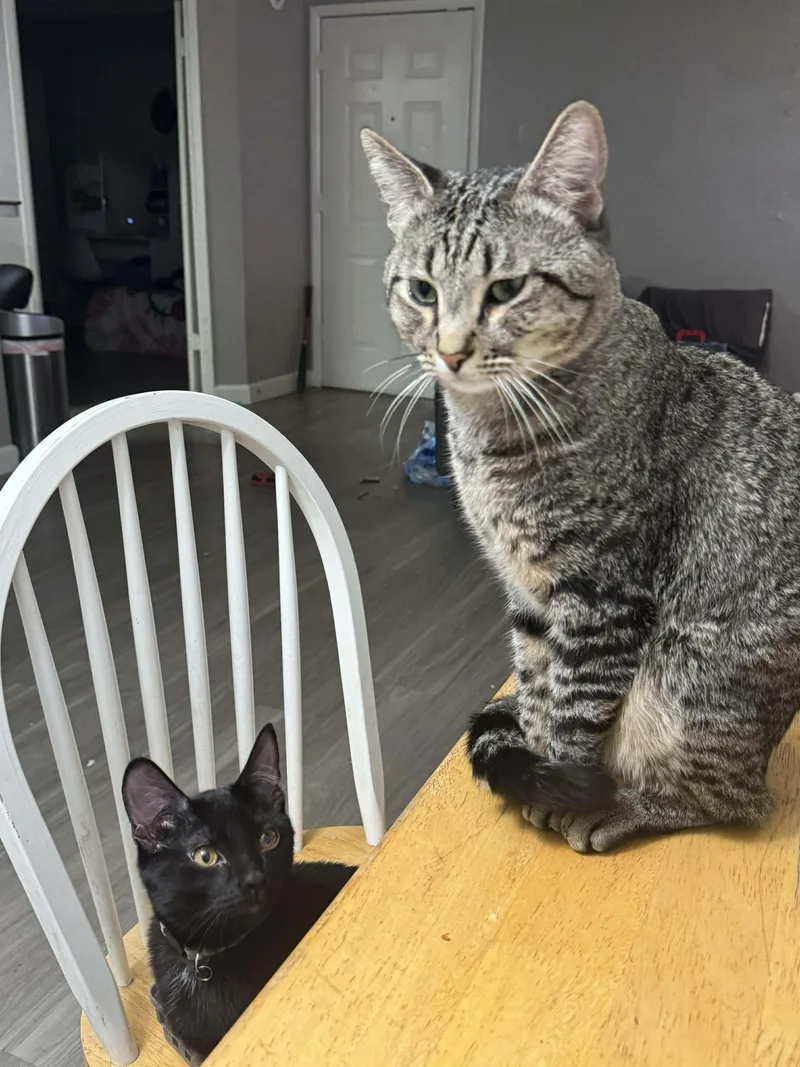 A young medium-sized male Black Domestic Short Hair cat named Archie for adoption in Las Vegas, NV
