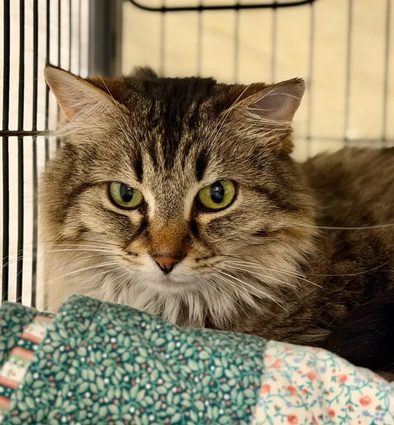 An adult medium-sized female Domestic Long Hair cat named Bells for adoption in Columbia, IL