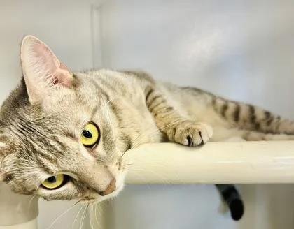 An adult small-sized female Domestic Short Hair cat named Mamacita for adoption in San Antonio, TX