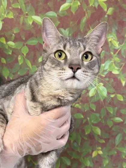 Mamacita thumbnail 2