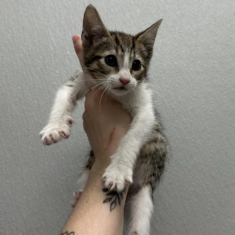 A baby small-sized male Domestic Short Hair cat named Chuckie for adoption in Jupiter, FL