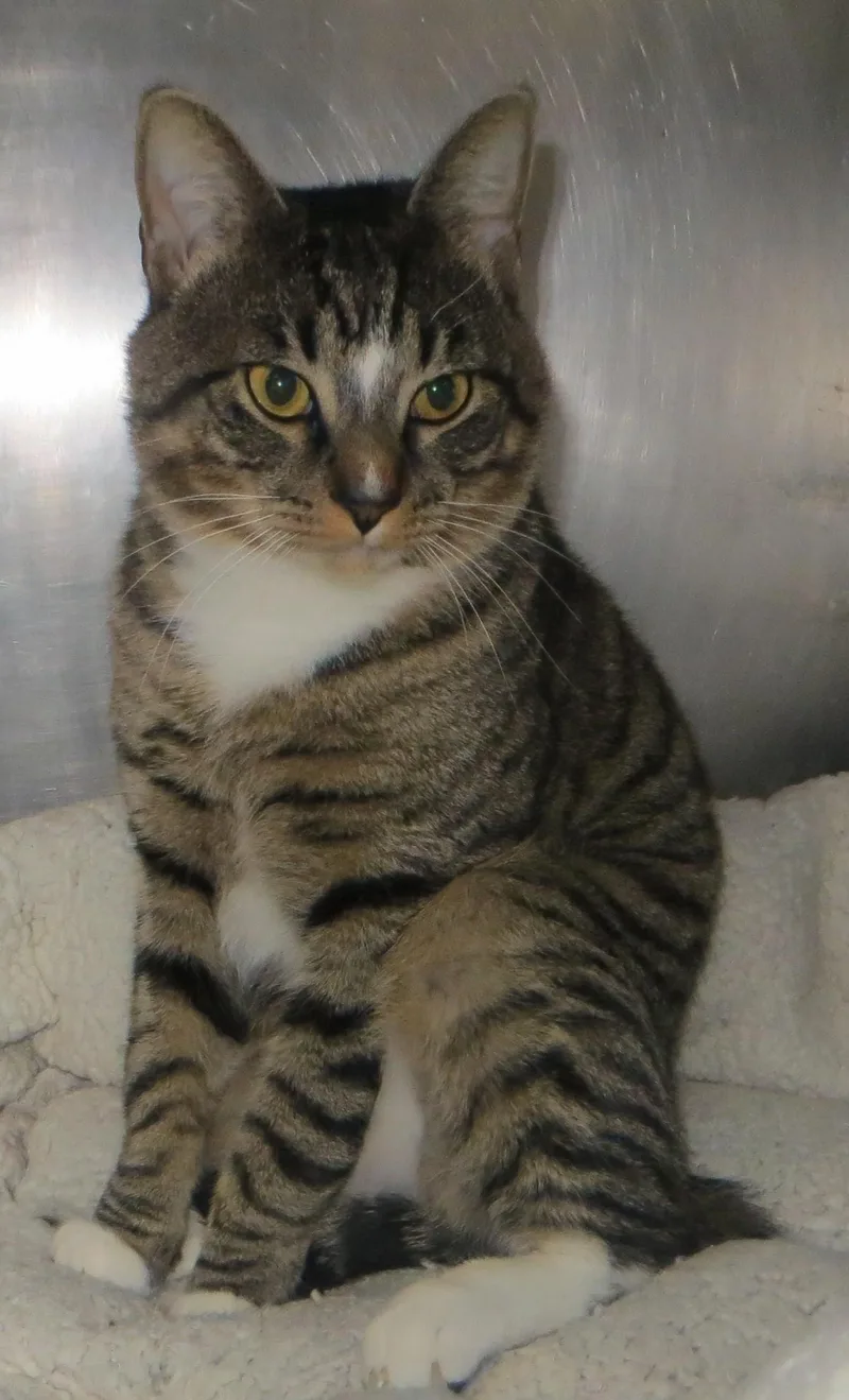 An adult medium-sized male Tabby cat named Austin for adoption in Taunton, MA