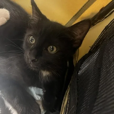 A baby small-sized male Black Domestic Short Hair cat named Cricket for adoption in Lake Panasoffkee, FL