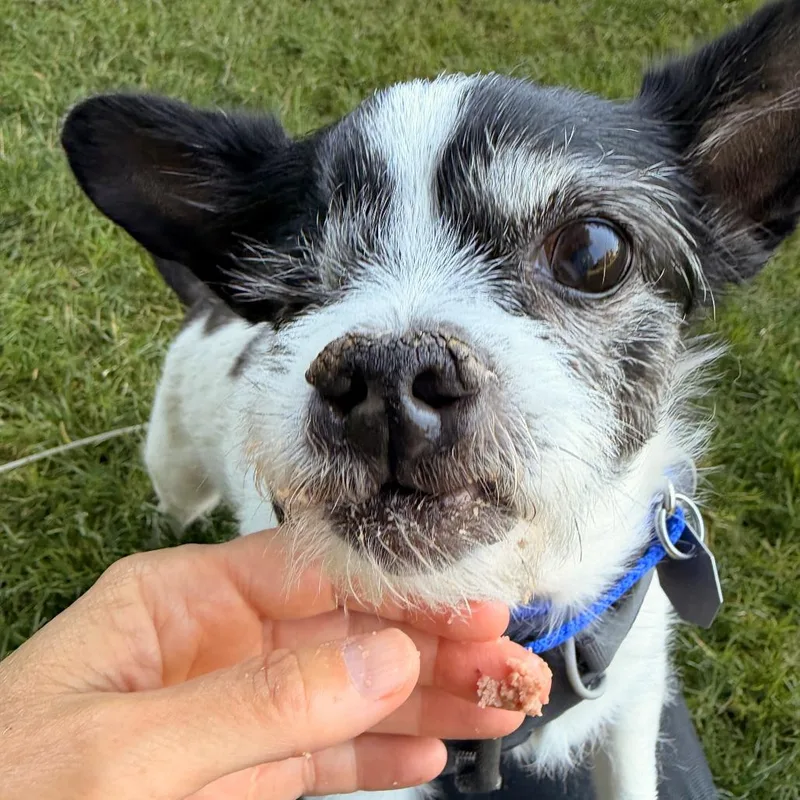 A senior small-sized female White / Cream Chihuahua dog named Greta for adoption in Woodinville, WA