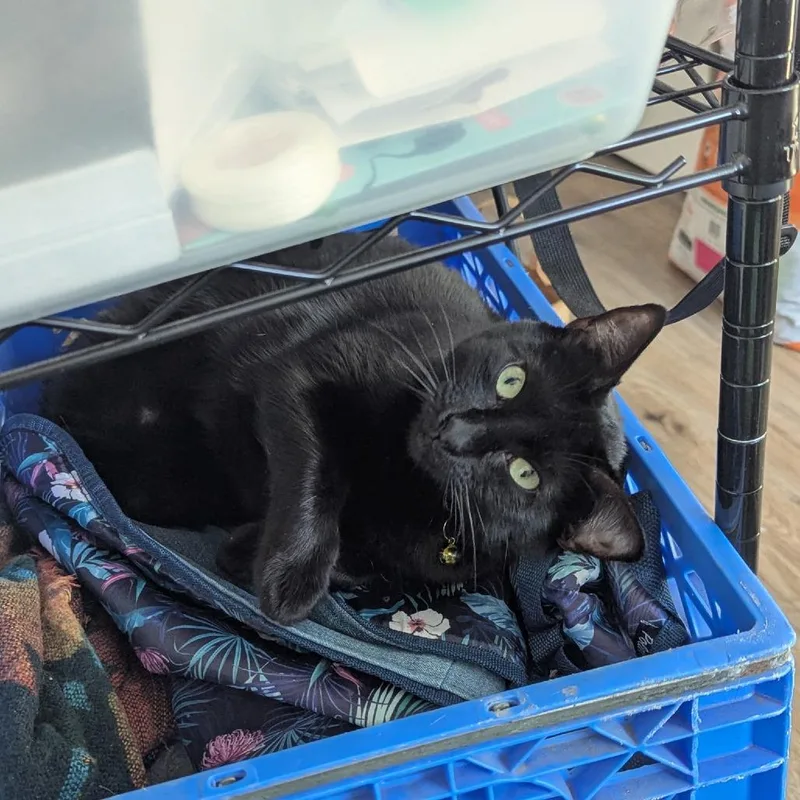 Proud Mary thumbnail 2