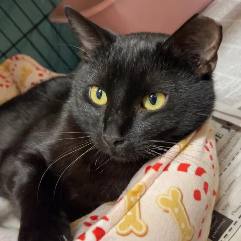 An adult medium-sized male Black American Shorthair cat named Huddle House for adoption in Monroeville, AL