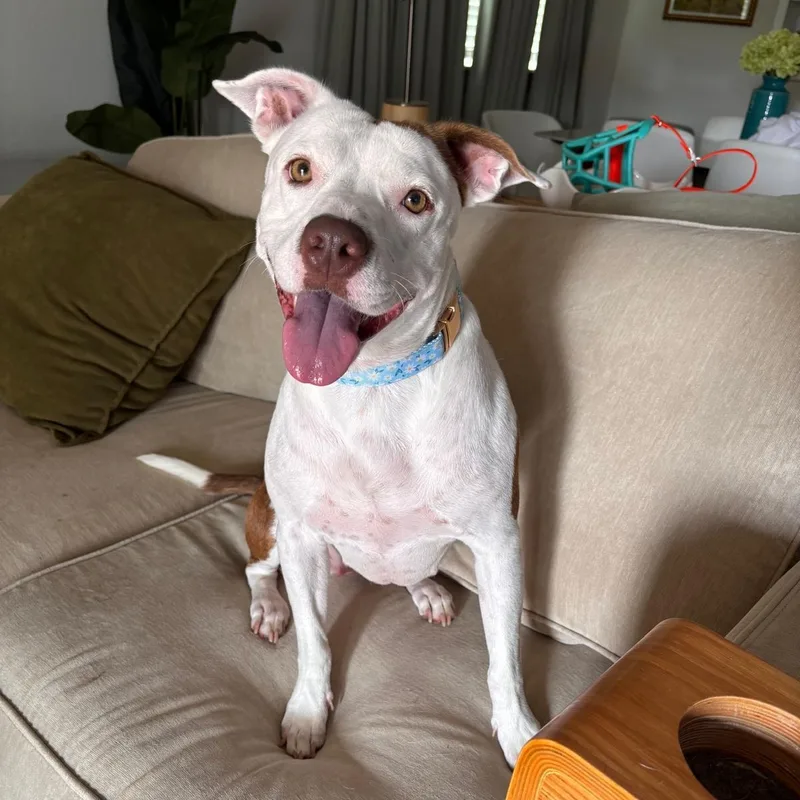 An adult medium-sized female American Staffordshire Terrier dog named Pennie for adoption in Martinez, CA