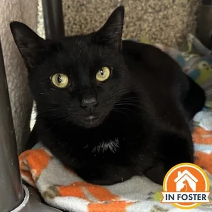 An adult large-sized female Domestic Short Hair cat named Princess Lolly for adoption in Merriam, KS