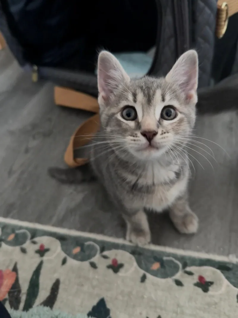 A baby medium-sized female Domestic Short Hair cat named Cordyceps for adoption in Philadelphia, PA
