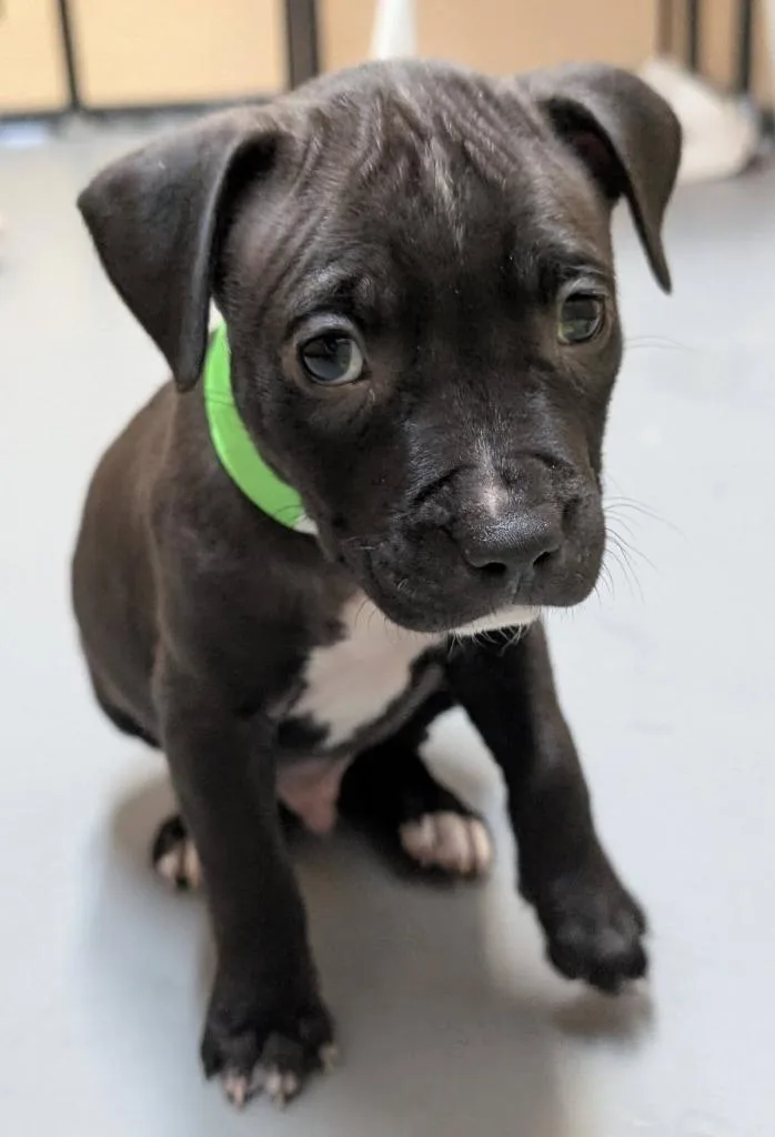 A baby medium-sized male Mixed Breed dog named Rock for adoption in Warren, MI