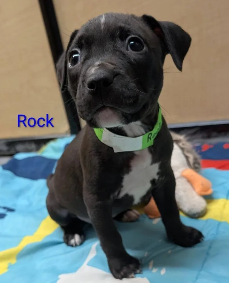 Rock thumbnail 4