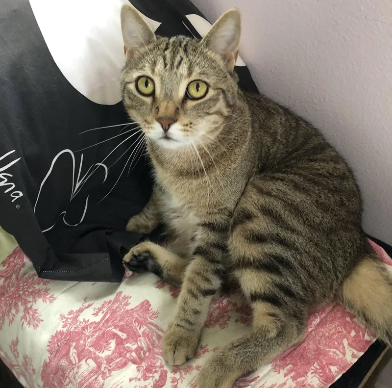 Snapdragon thumbnail 2