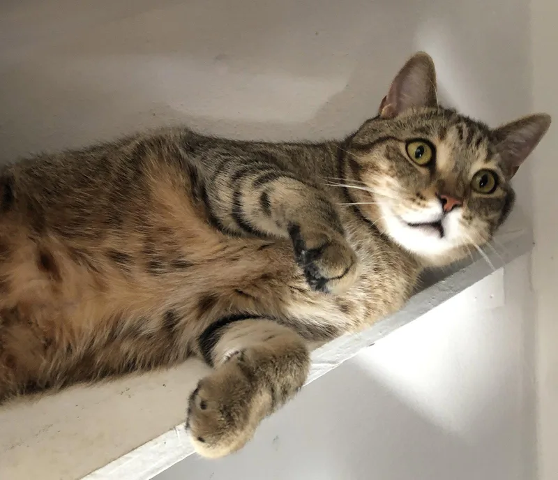 Snapdragon thumbnail 3