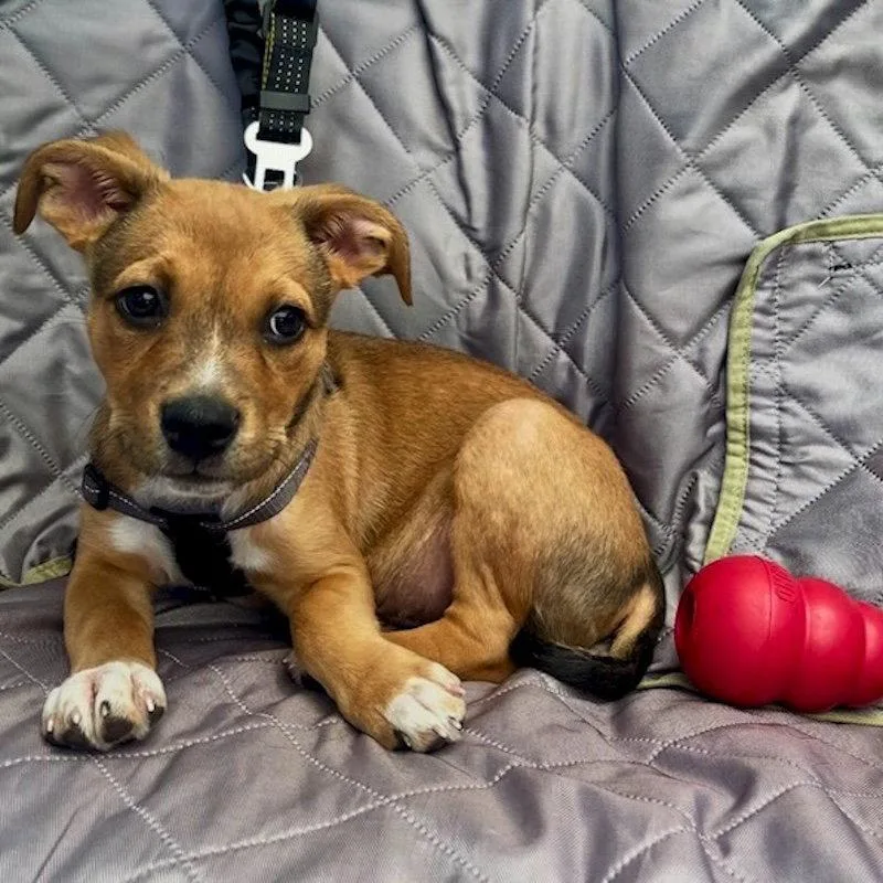 A baby medium-sized male German Shepherd Dog dog named Bruce Lee for adoption in San Juan Capistrano, CA