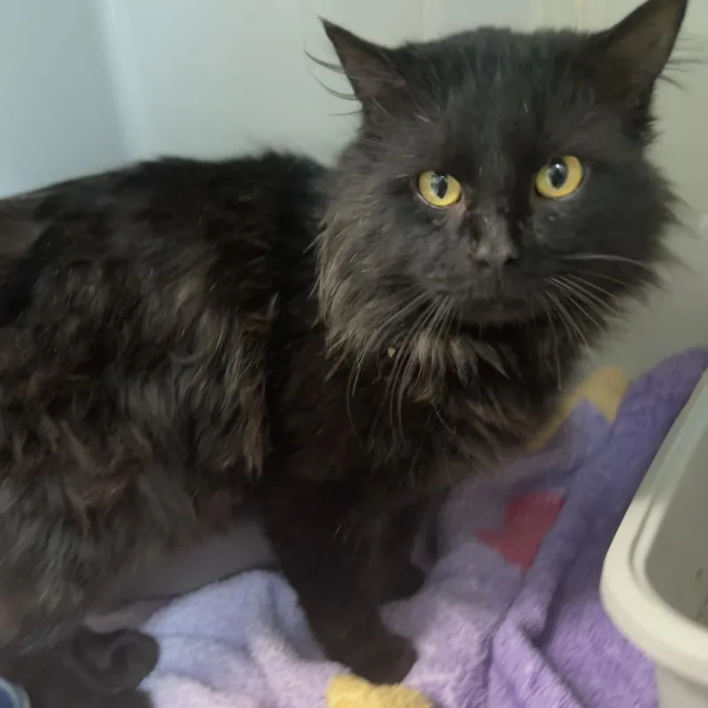 An adult large-sized male Black Domestic Long Hair cat named Shadow for adoption in Saint Charles, MO