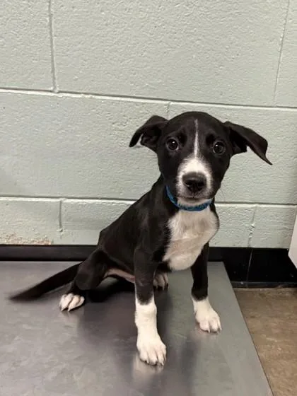 A baby medium-sized male Pit Bull Terrier dog named Data for adoption in Red Bluff, CA