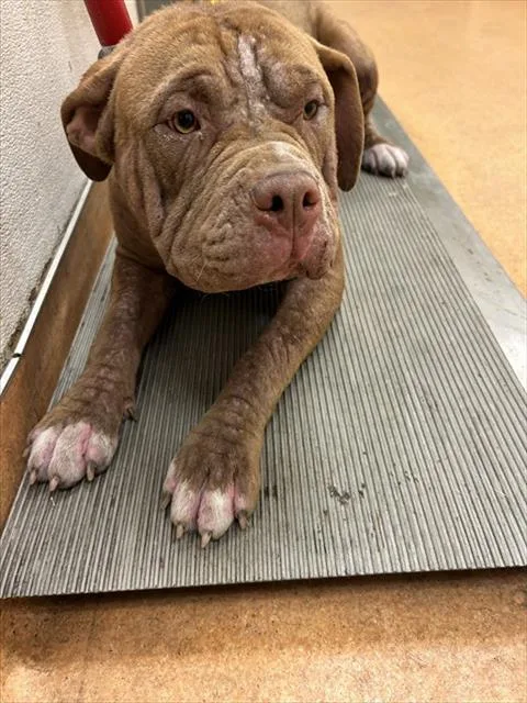 A young large-sized female Pit Bull Terrier dog named Angelica Pickles for adoption in Martinez, CA