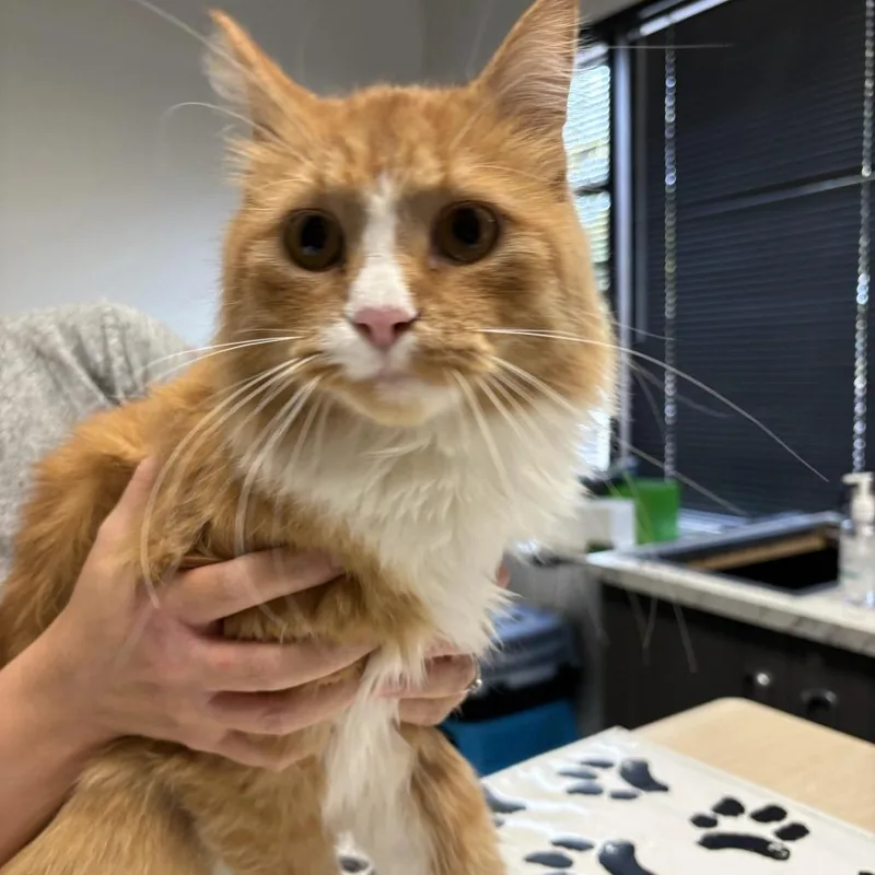 An adult small-sized male Orange / Red Domestic Long Hair cat named Linear Algebra for adoption in St. Paul, MN