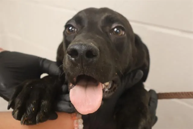 A young medium-sized male Mixed Breed dog named Pepper for adoption in Columbia, SC