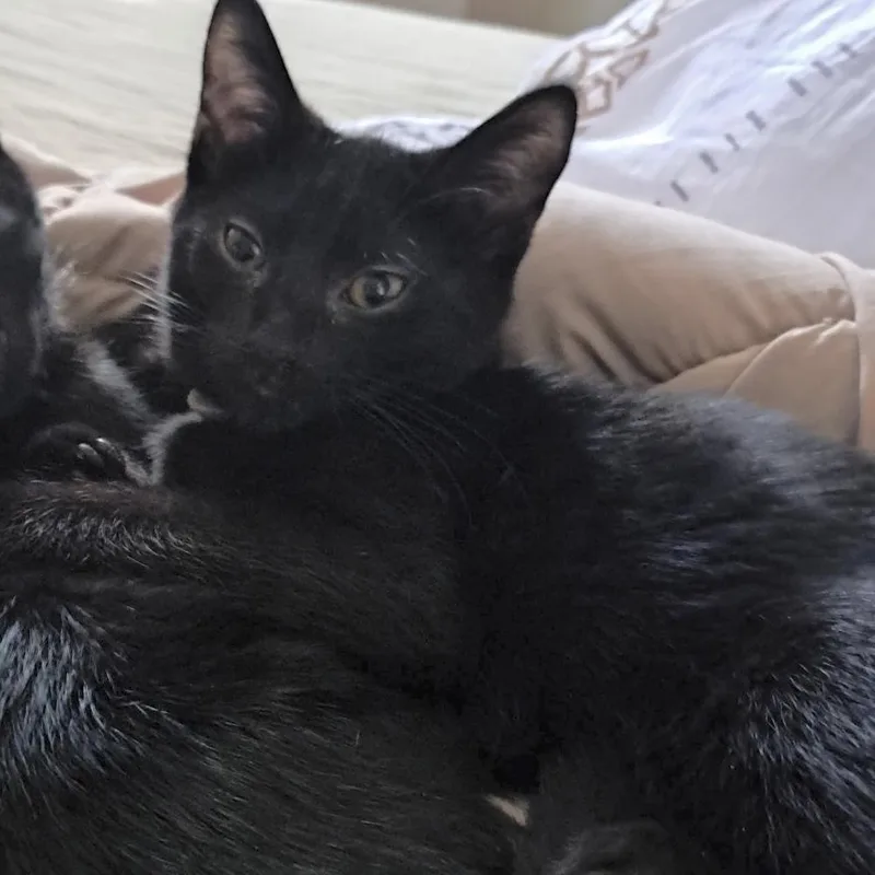 A baby small-sized male Black Domestic Short Hair cat named Dheer for adoption in West Mifflin, PA