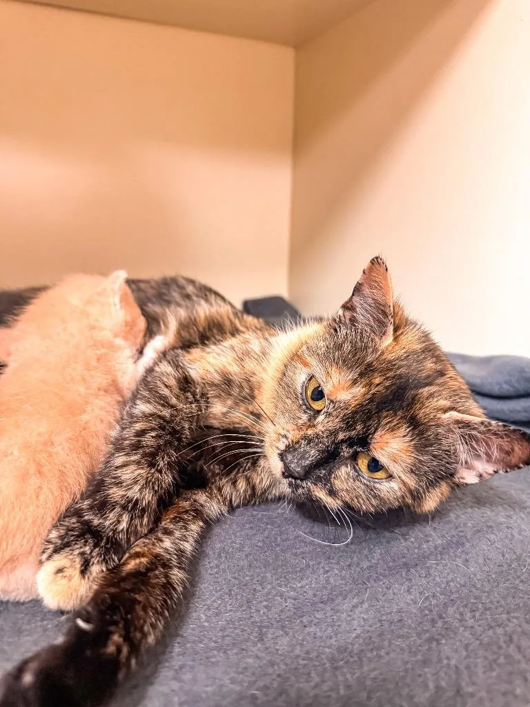 A young medium-sized female Domestic Short Hair cat named Noonoo for adoption in Burnsville, NC