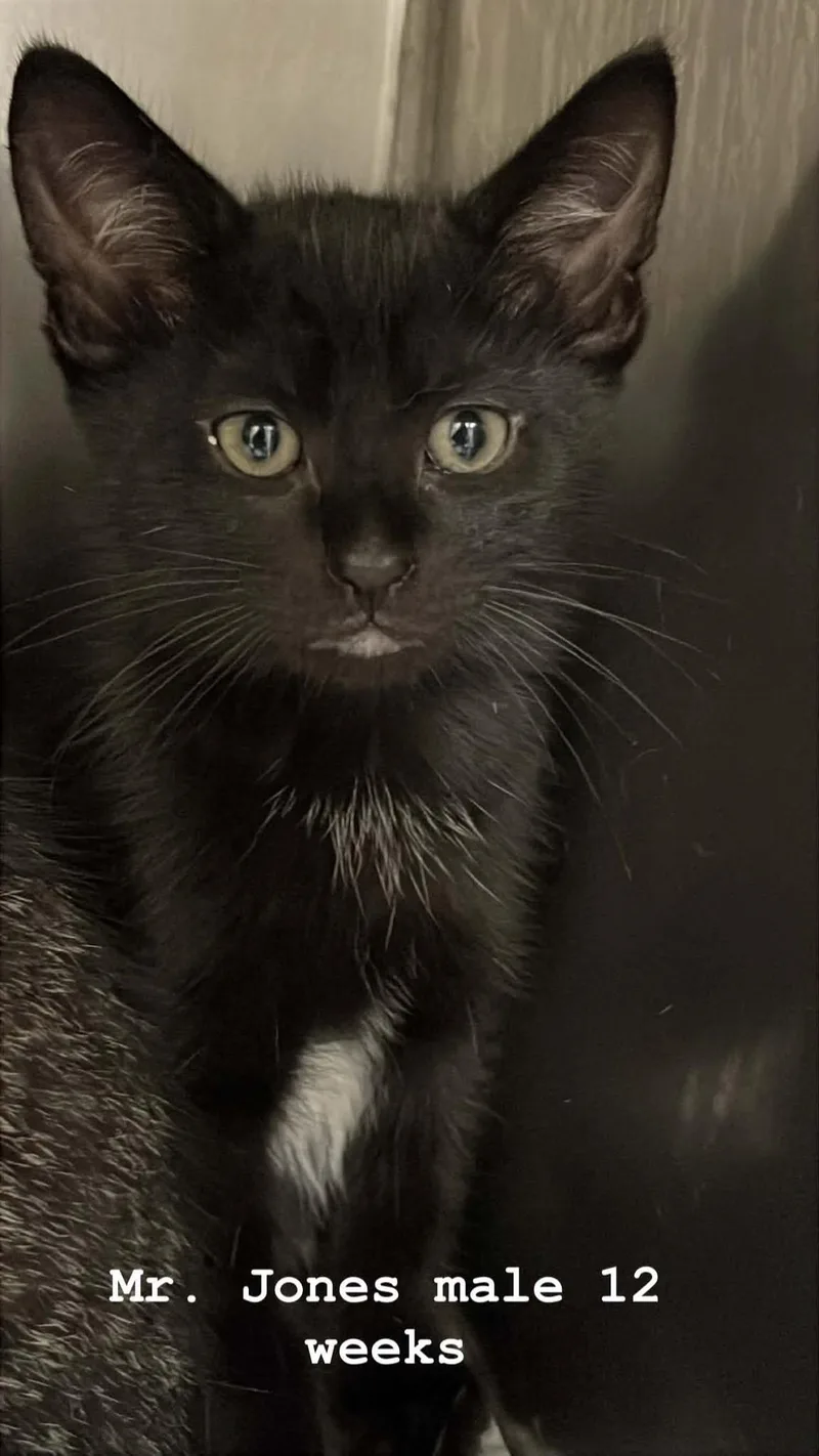 A baby medium-sized male Black Domestic Medium Hair cat named Mr. Jones for adoption in Fort Payne, AL