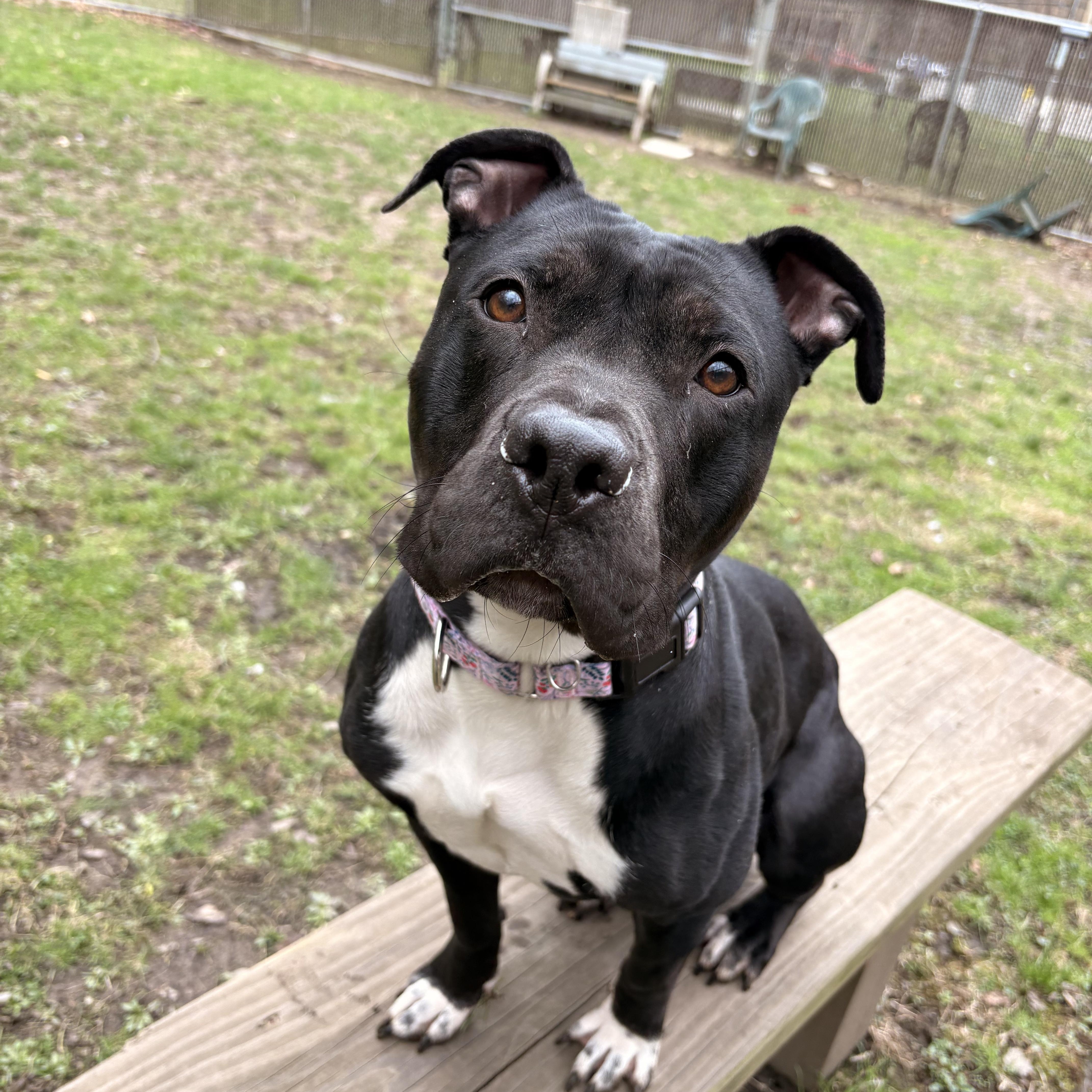 A young medium-sized female Black Pit Bull Terrier dog named Ducky for adoption in White Oak, PA