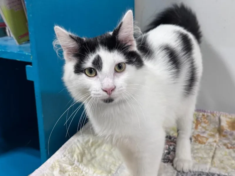 A baby small-sized male Domestic Long Hair cat named Cookie Crisp for adoption in Powell, OH