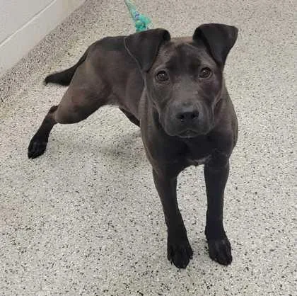 A young medium-sized female Black Mixed Breed dog named Yumi for adoption in Kansas City, MO