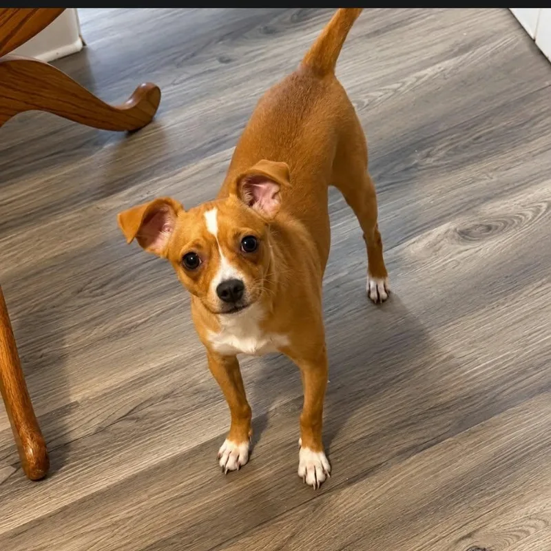 A young small-sized male Chihuahua dog named Willow for adoption in Williston, VT