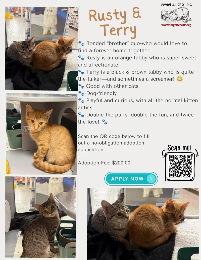 A baby medium-sized male Tabby cat named Rusty w Terry for adoption in Greenville, DE