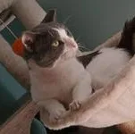Teddy thumbnail 4