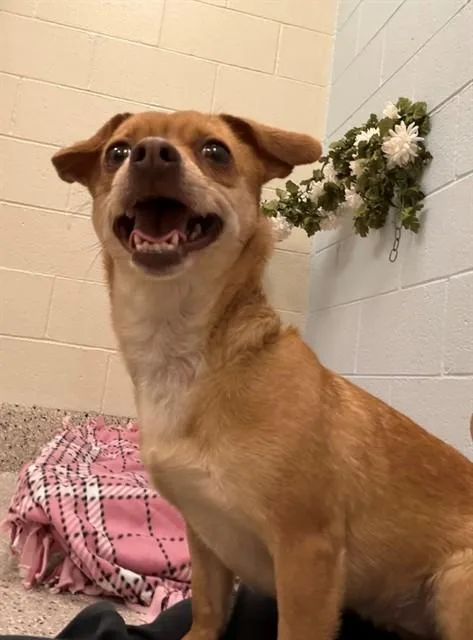 An adult small-sized female Chihuahua dog named Carmela for adoption in Brighton, CO