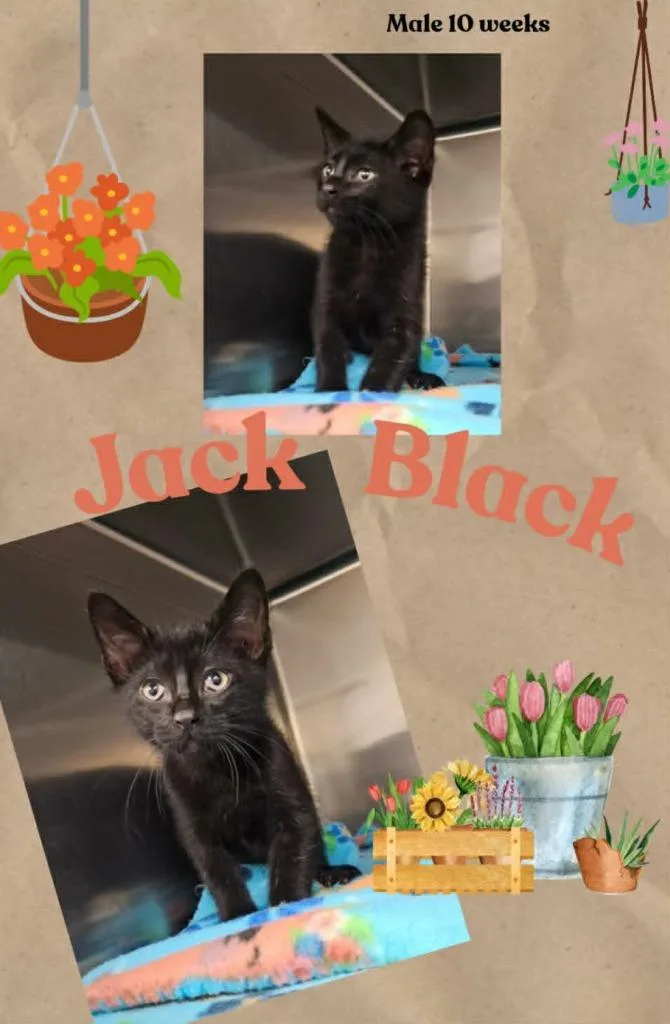 A baby small-sized male Domestic Short Hair cat named Soot aka Jack Black for adoption in Blountville, TN