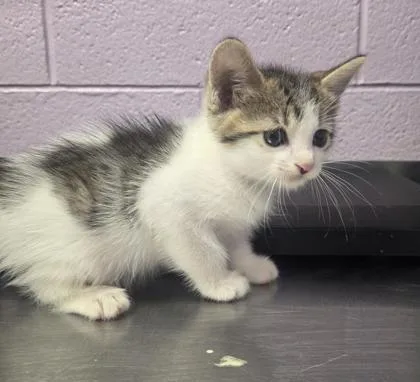 A baby small-sized female White Domestic Short Hair cat named 61563064 for adoption in El Paso, TX