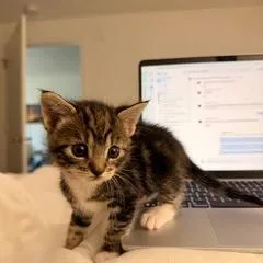 A baby small-sized female Black Domestic Short Hair cat named Rodeo for adoption in Pleasant Hill, CA