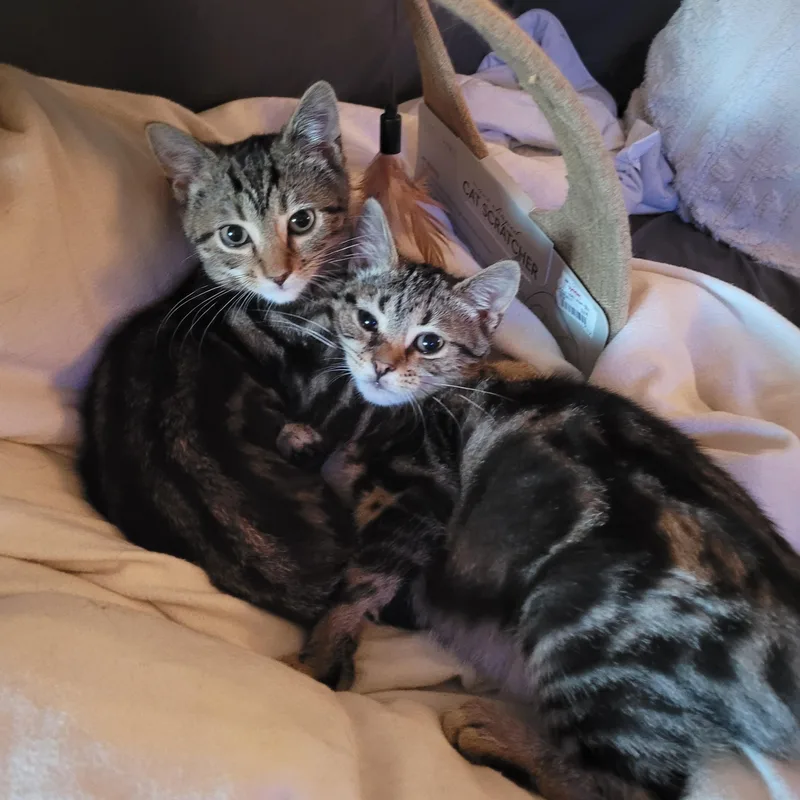 Dawson & Carlton thumbnail 2