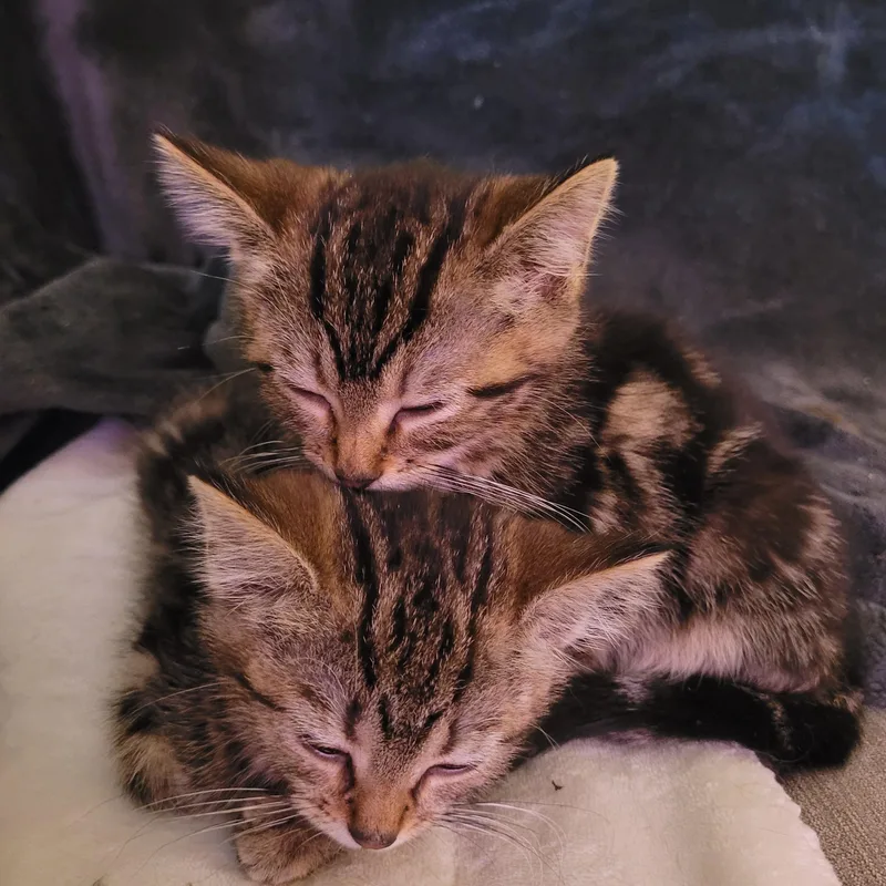 Dawson & Carlton thumbnail 3