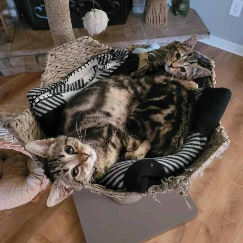 Dawson & Carlton thumbnail 4