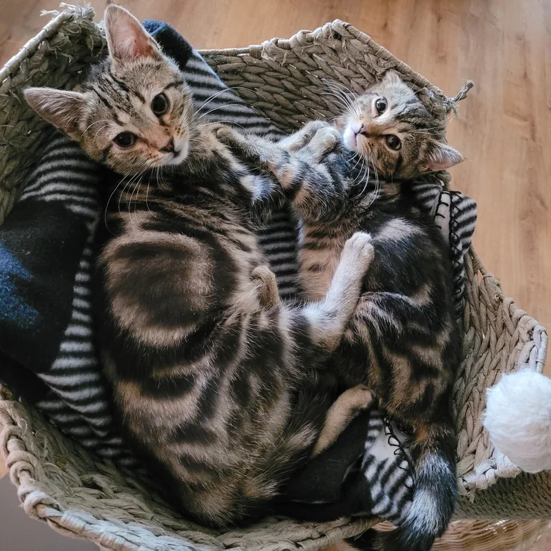 Dawson & Carlton thumbnail 5