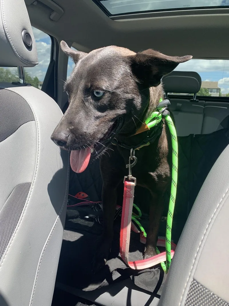 A young medium-sized female Husky dog named Sapphire for adoption in Mokena, IL