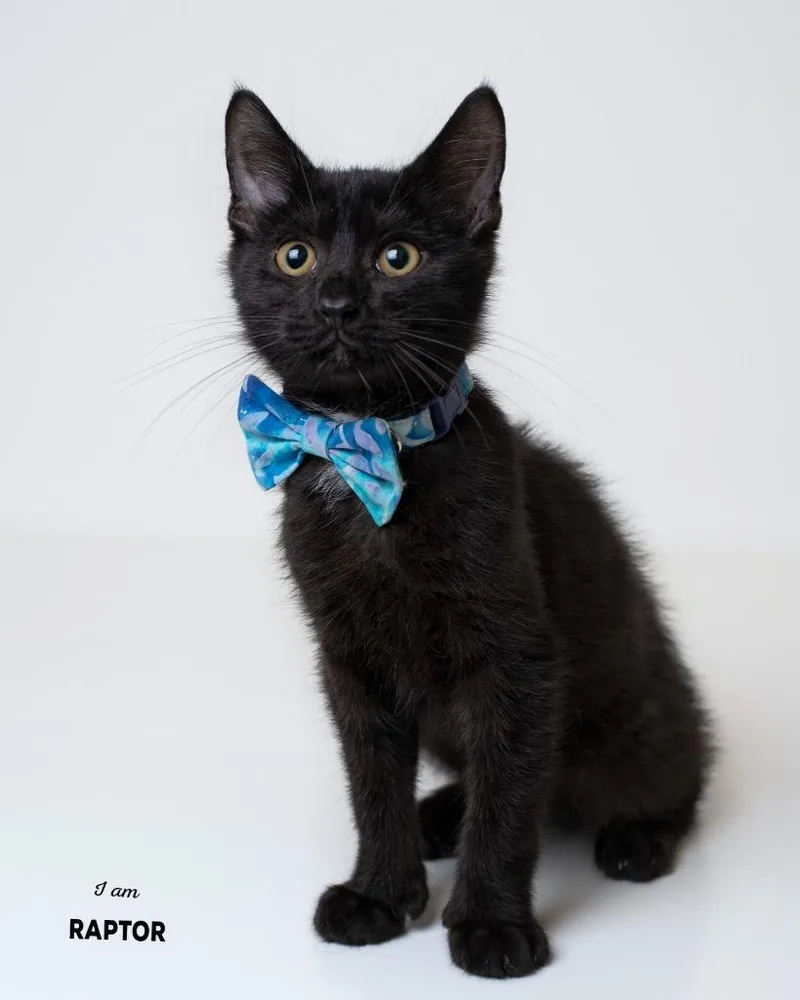 A baby small-sized male Domestic Short Hair cat named Raptor for adoption in Boone, IA