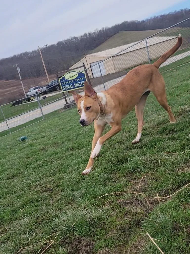 A young medium-sized female Mixed Breed dog named Piper for adoption in New Manchester, WV