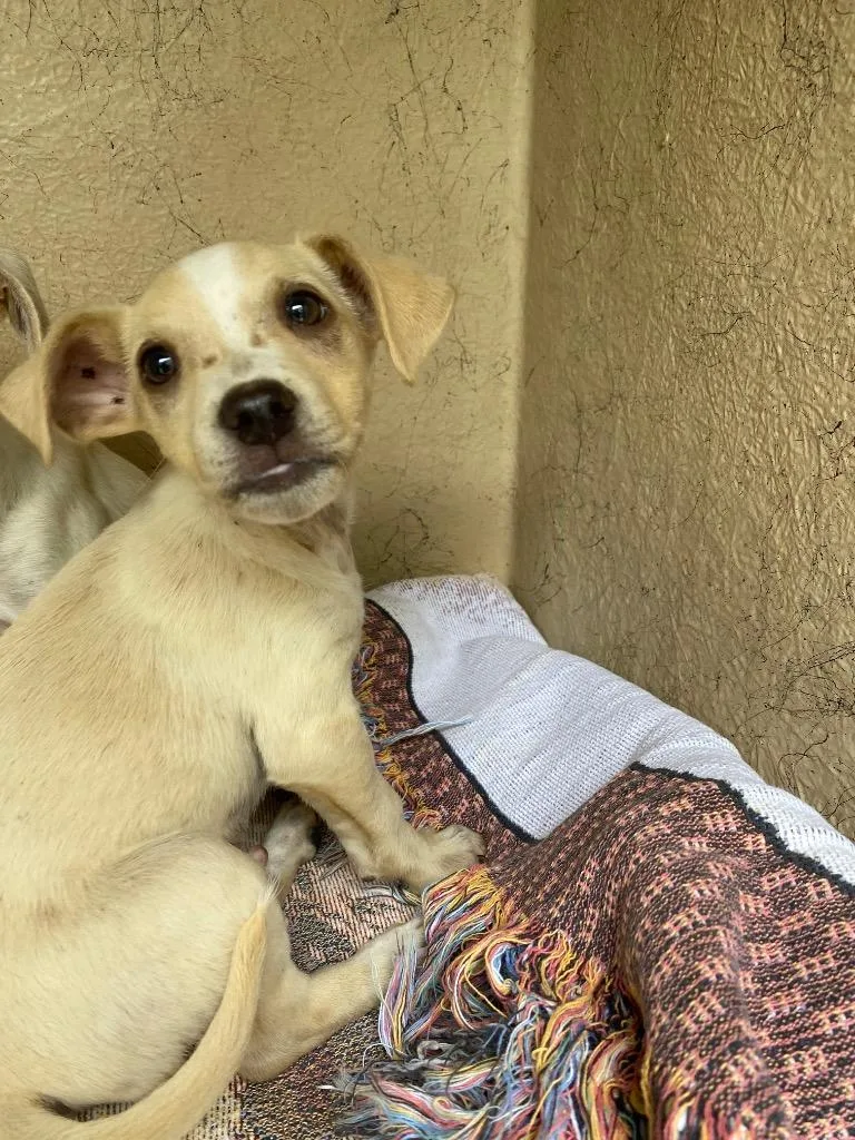 A baby small-sized male Mixed Breed dog named Hansel for adoption in Cartersville , GA