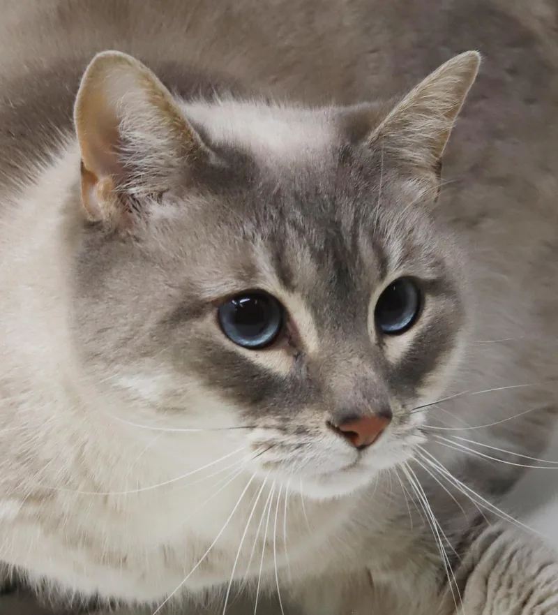 A baby medium-sized female Blue Cream Siamese cat named Marshmallow Is Sooo Darn for adoption in Bedford Hills, NY